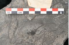 Foto (Detailansicht) von Plantae indet.  (NHMW-GEO-2024-0188-11545)